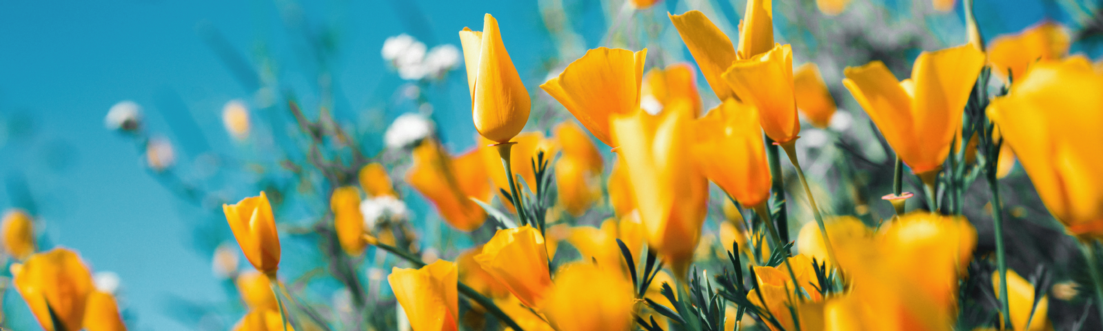 What if You Had Choices?